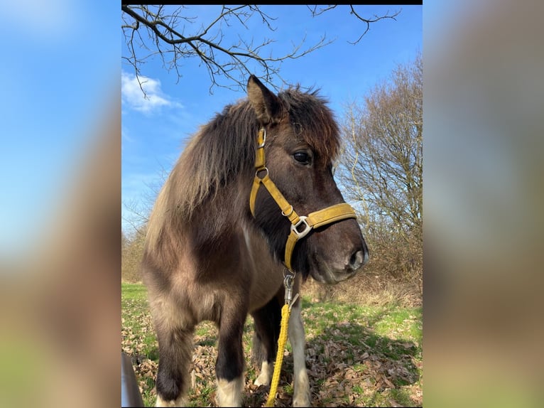 Icelandic Horse Gelding 14 years 13,2 hh Pinto in Moers