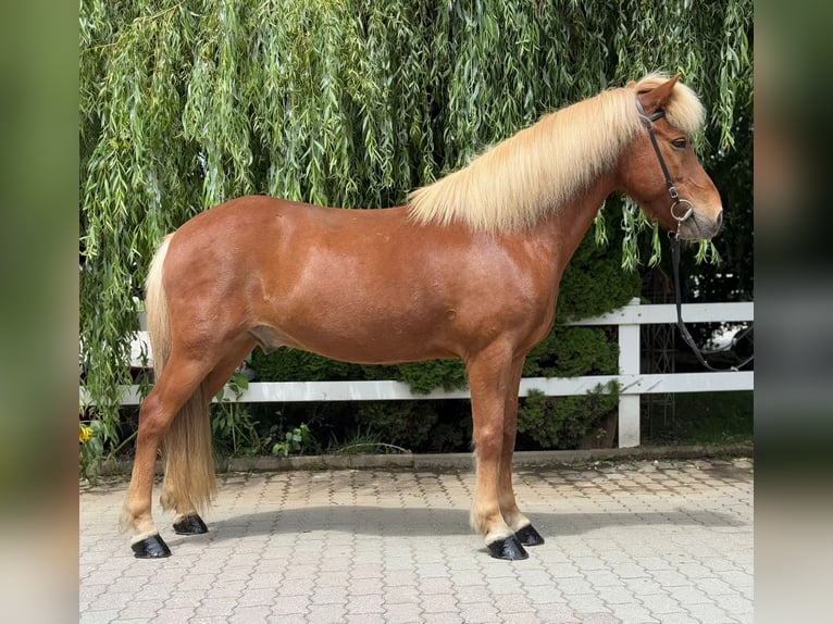 Icelandic Horse Gelding 14 years 13,3 hh Chestnut-Red in Lochen am See
