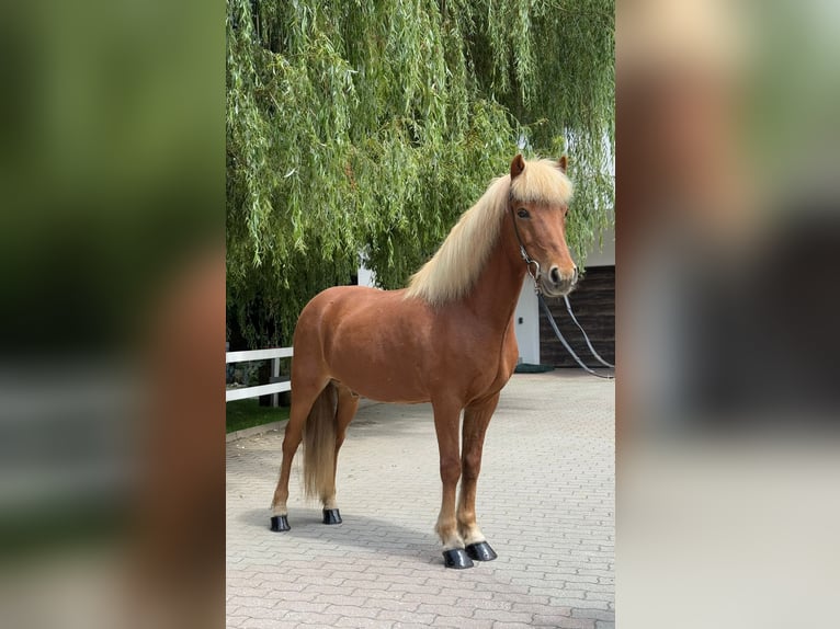 Icelandic Horse Gelding 14 years 13,3 hh Chestnut-Red in Lochen am See