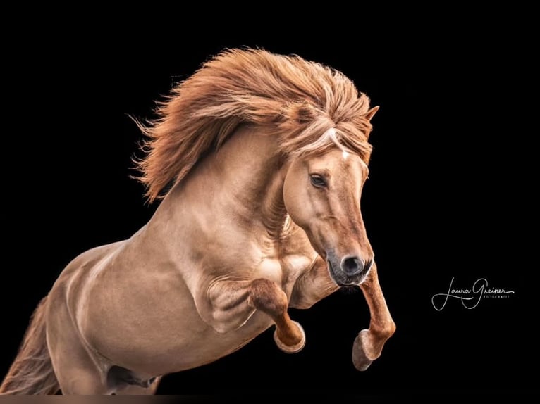 Icelandic Horse Gelding 14 years 13,3 hh Dun in Thuine