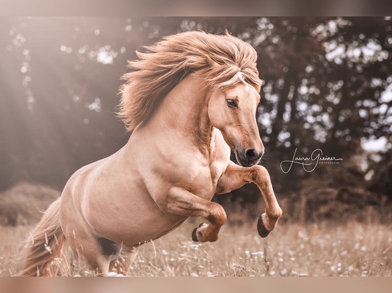 Icelandic Horse Gelding 14 years 13,3 hh Dun in Thuine