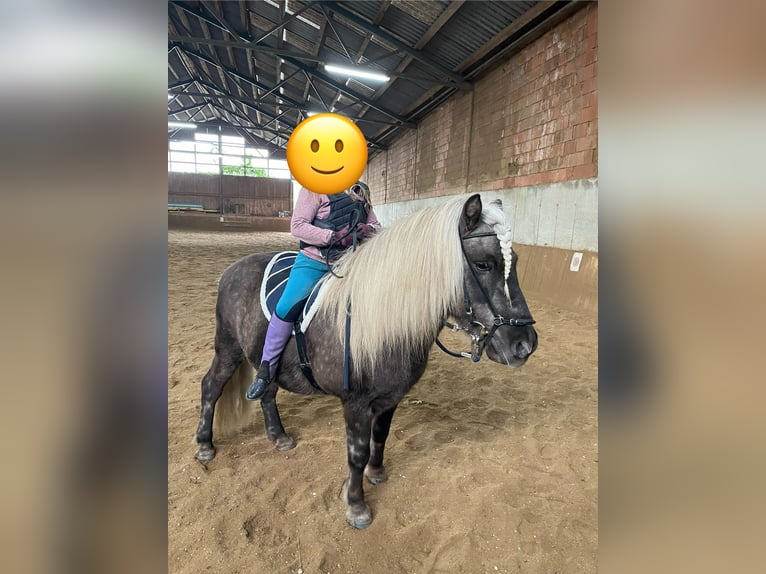 Icelandic Horse Gelding 14 years 13,3 hh in Ladendorf