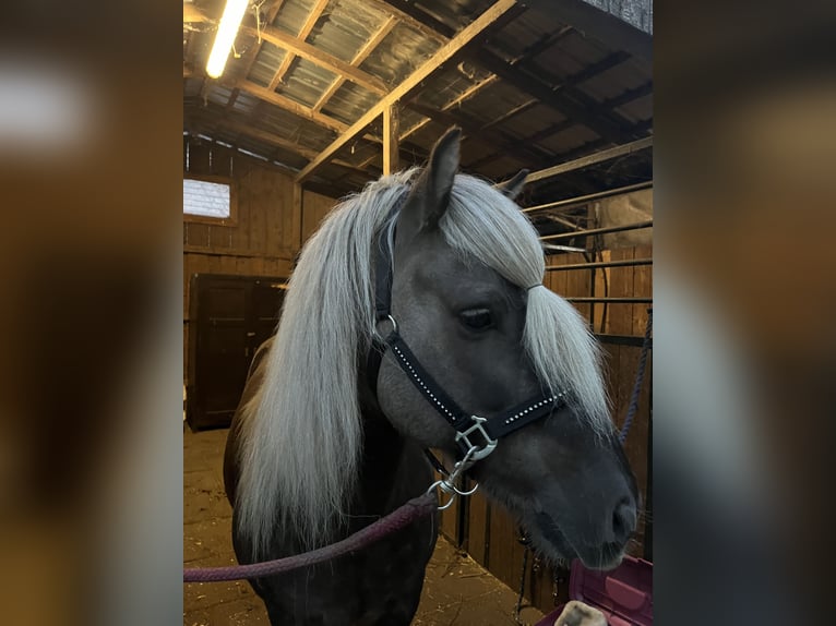 Icelandic Horse Gelding 14 years 13,3 hh in Ladendorf