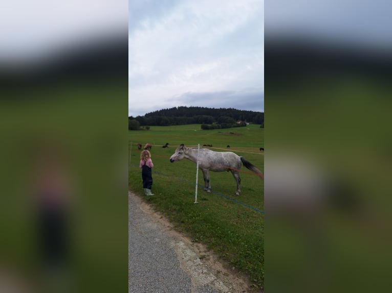 Icelandic Horse Gelding 14 years 13,3 hh Grey-Dapple in Schöfweg