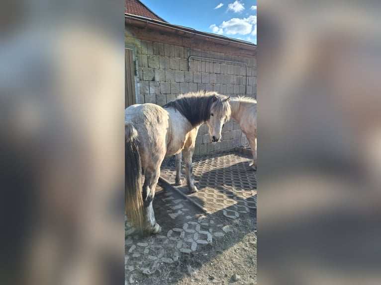 Icelandic Horse Gelding 14 years 13,3 hh Grey-Dapple in Schöfweg