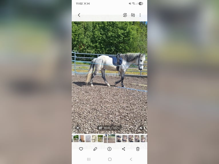 Icelandic Horse Gelding 14 years 13,3 hh Grey-Dapple in Schöfweg