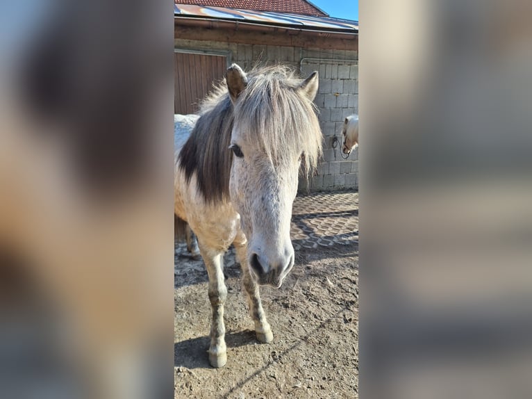 Icelandic Horse Gelding 14 years 13,3 hh Grey-Dapple in Schöfweg
