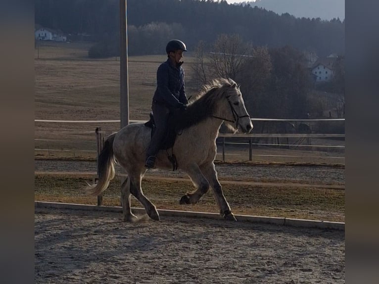 Icelandic Horse Gelding 14 years 13,3 hh Grey-Dapple in Schöfweg
