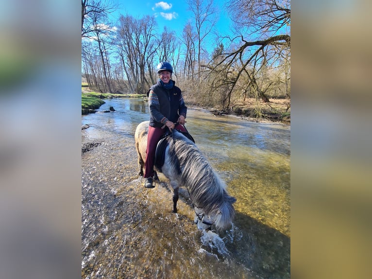 Icelandic Horse Gelding 14 years 13,3 hh Grey-Dapple in Schöfweg