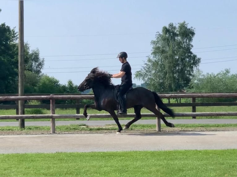 Icelandic Horse Gelding 14 years 14,1 hh Black in Düsseldorf
