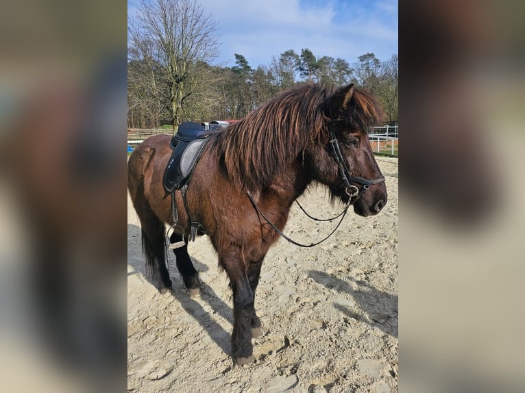 Icelandic Horse Gelding 14 years 14,1 hh Black in Saerbeck