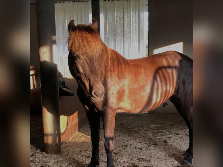 Icelandic Horse Gelding 14 years 14,2 hh Black in Münsingen