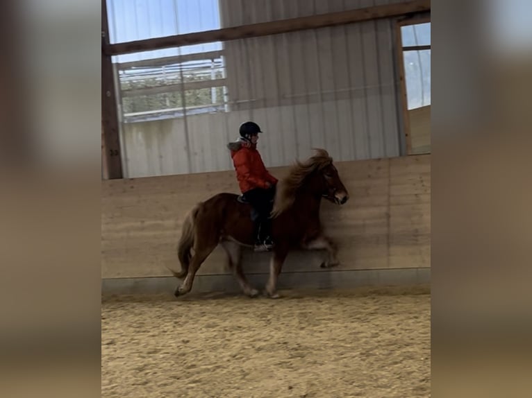 Icelandic Horse Gelding 14 years 14,2 hh Chestnut-Red in Toblaten