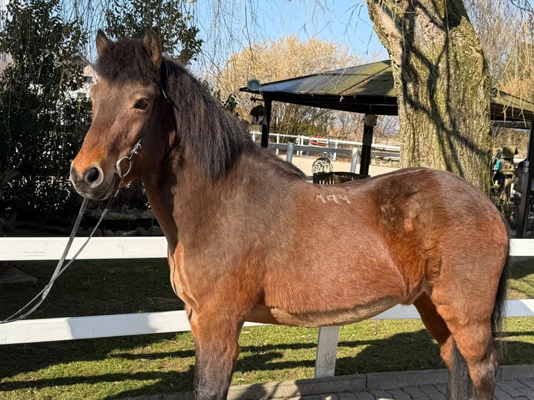 Icelandic Horse Gelding 14 years 14 hh Brown in Lochen am See