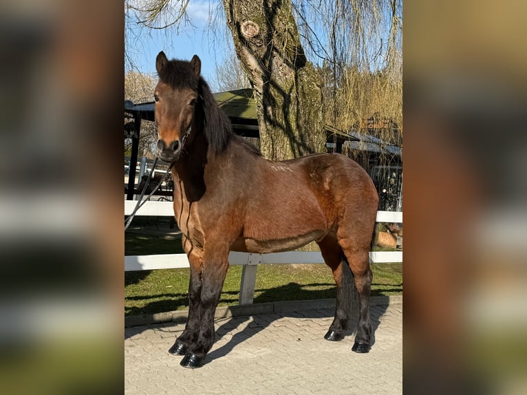 Icelandic Horse Gelding 14 years 14 hh Brown in Lochen am See
