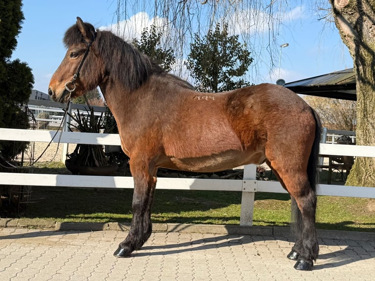 Icelandic Horse Gelding 14 years 14 hh Brown in Lochen am See