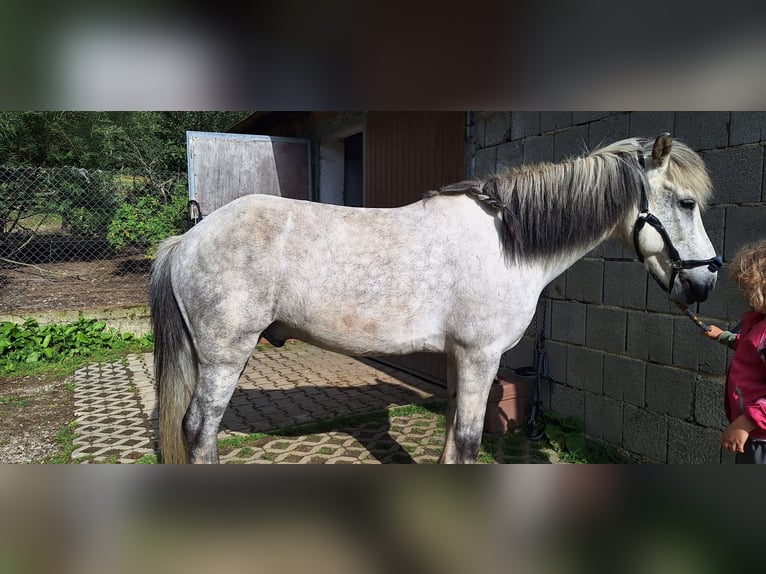 Icelandic Horse Gelding 14 years 14 hh Grey-Dapple in Schöfweg