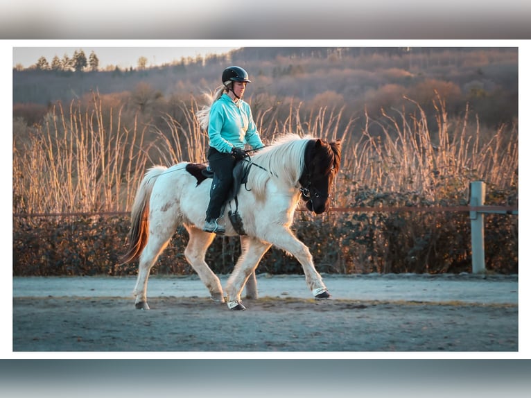 Icelandic Horse Gelding 14 years 14 hh Pinto in Bad Honnef