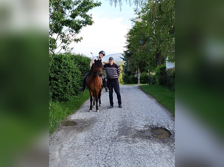 Icelandic Horse Gelding 14 years 14,1 hh Brown in Heiligenkreuz