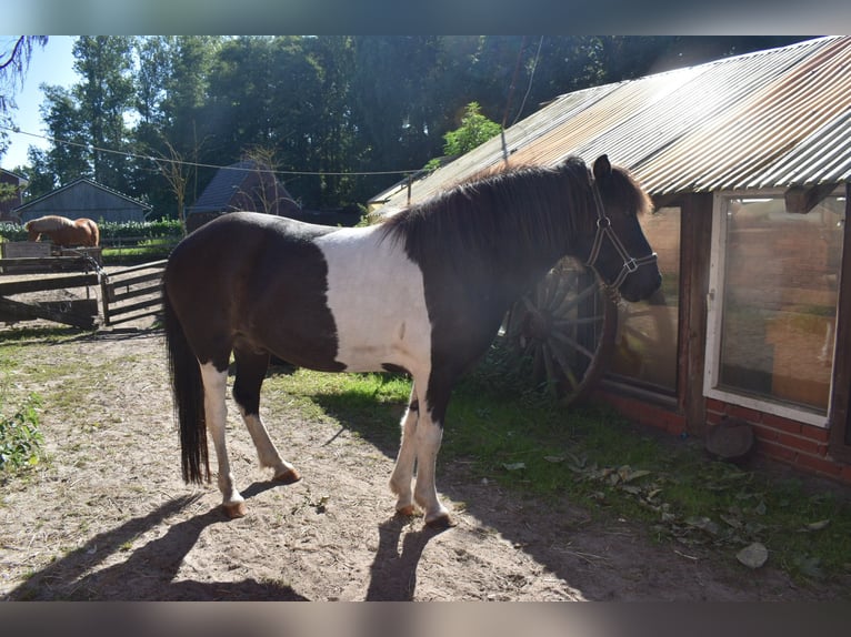 Icelandic Horse Gelding 15 years 12,3 hh Pinto in Löningen