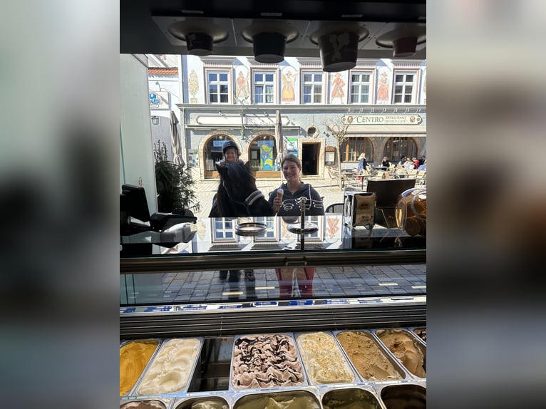 Icelandic Horse Gelding 15 years 12,3 hh Black in Murnau Icelandic Horse Gelding 15 years 12,3 hh Black in Murnau