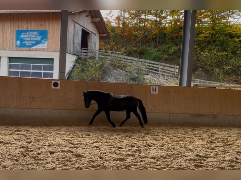 Icelandic Horse Gelding 15 years 12,3 hh Black in Murnau Icelandic Horse Gelding 15 years 12,3 hh Black in Murnau