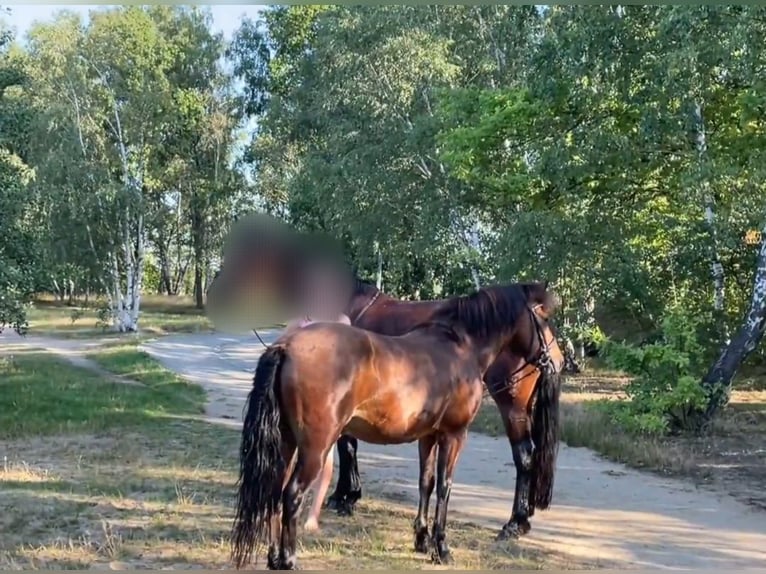 Icelandic Horse Gelding 15 years 13,1 hh Brown in Malschwitz