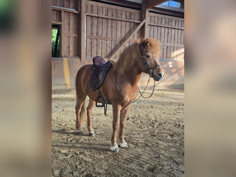 Icelandic Horse Gelding 15 years 13.1 hh Chestnut-Red in Siegen