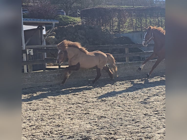 Icelandic Horse Gelding 15 years 13.1 hh Chestnut-Red in Siegen