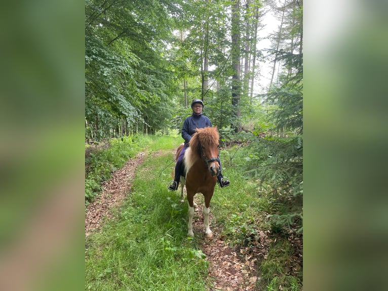 Icelandic Horse Gelding 15 years 13.1 hh Pinto in Pockau-Lengefeld