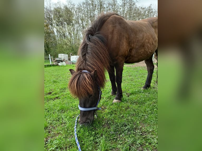 Icelandic Horse Mix Gelding 15 years 13,2 hh Bay-Dark in Swisttal