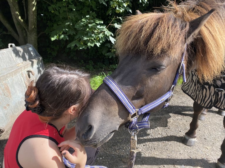 Icelandic Horse Mix Gelding 15 years 13,2 hh Bay-Dark in Swisttal