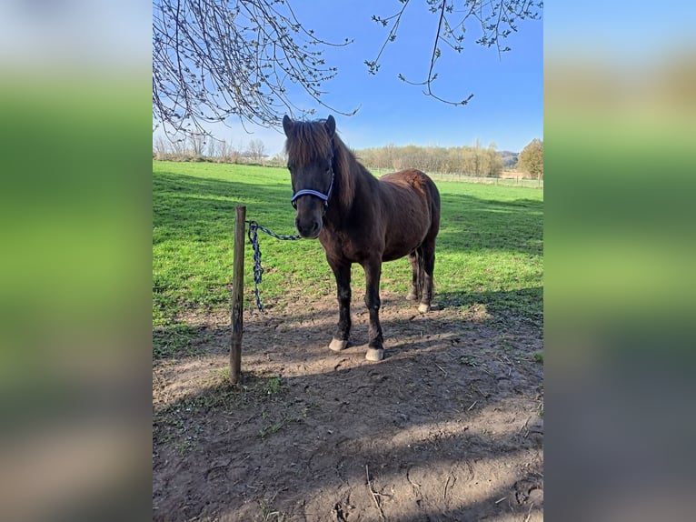 Icelandic Horse Mix Gelding 15 years 13,2 hh Bay-Dark in Swisttal