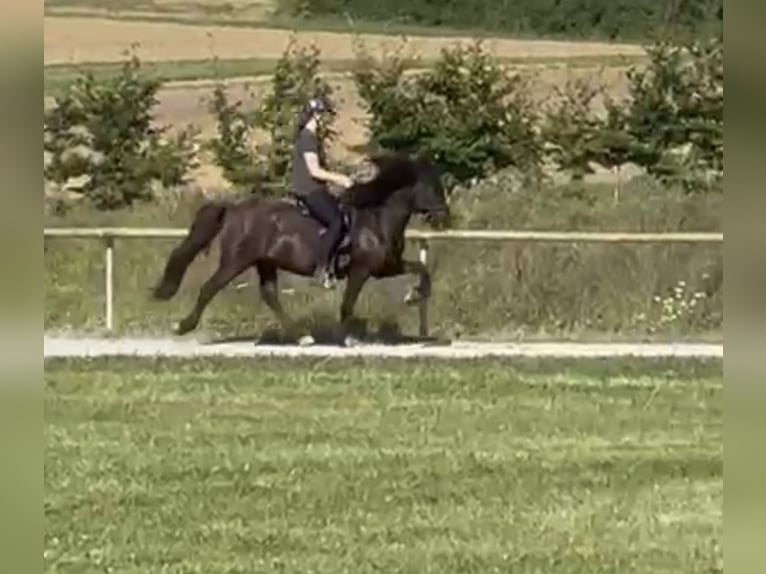 Icelandic Horse Gelding 15 years 13,2 hh Black in Fronreute