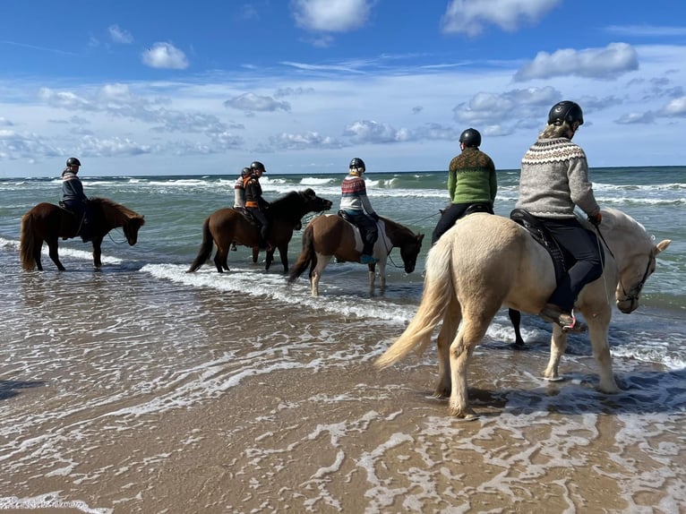 Icelandic Horse Gelding 15 years 13,2 hh Dun in Dettenheim