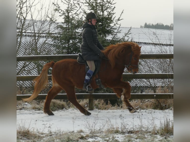 Icelandic Horse Gelding 15 years 13,2 hh Dun in Euskirchen