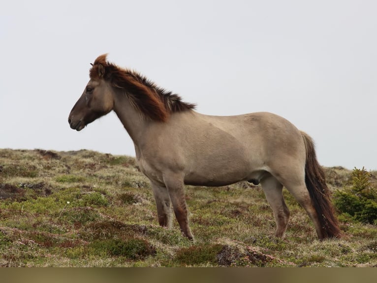 Icelandic Horse Gelding 15 years 13.2 hh  in Klagenfurt,14.Bez.Wölfnitz