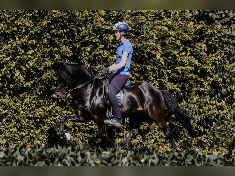 Icelandic Horse Gelding 15 years 13.3 hh Black in Taufkirchen an der Tattnach