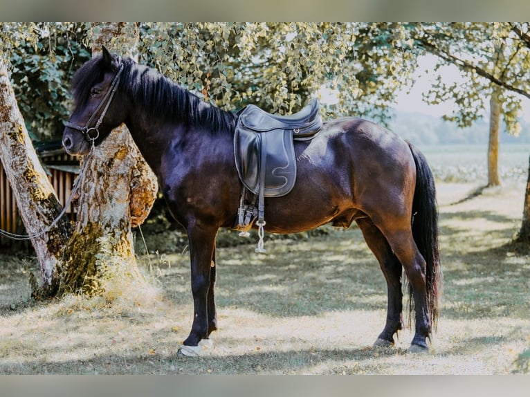 Icelandic Horse Gelding 15 years 13.3 hh Black in Taufkirchen an der Tattnach
