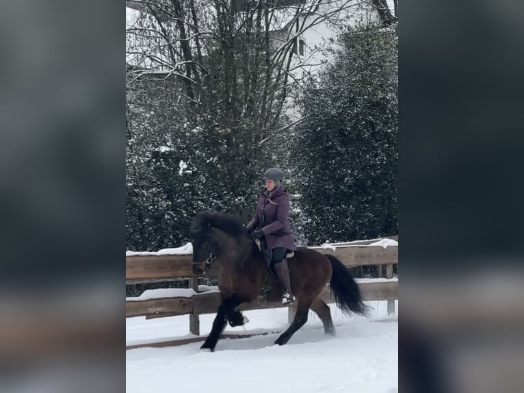 Icelandic Horse Gelding 15 years 13.3 hh Brown in Lindlar