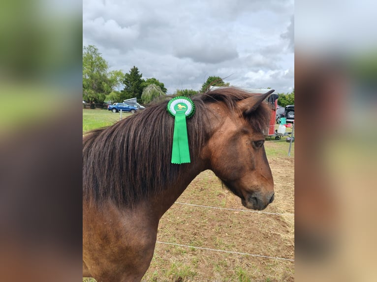 Icelandic Horse Gelding 15 years 13.3 hh Brown in Lindlar