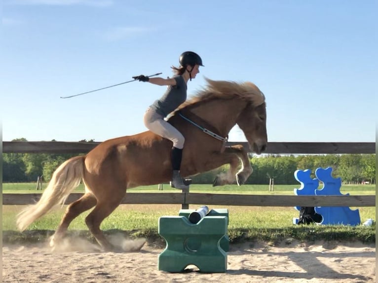 Icelandic Horse Gelding 15 years 13.3 hh Chestnut-Red in Berg (Pfalz)