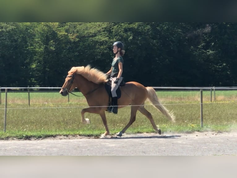 Icelandic Horse Gelding 15 years 13.3 hh Chestnut-Red in Berg (Pfalz)