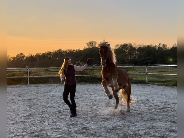 Icelandic Horse Gelding 15 years 13.3 hh Chestnut-Red in Berg (Pfalz)