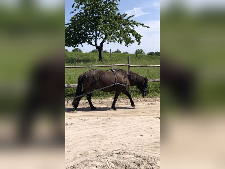 Icelandic Horse Gelding 15 years 13,1 hh Black in Zaberfeld