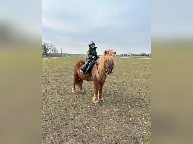 Icelandic Horse Gelding 15 years 13,1 hh Chestnut-Red in Einbeck
