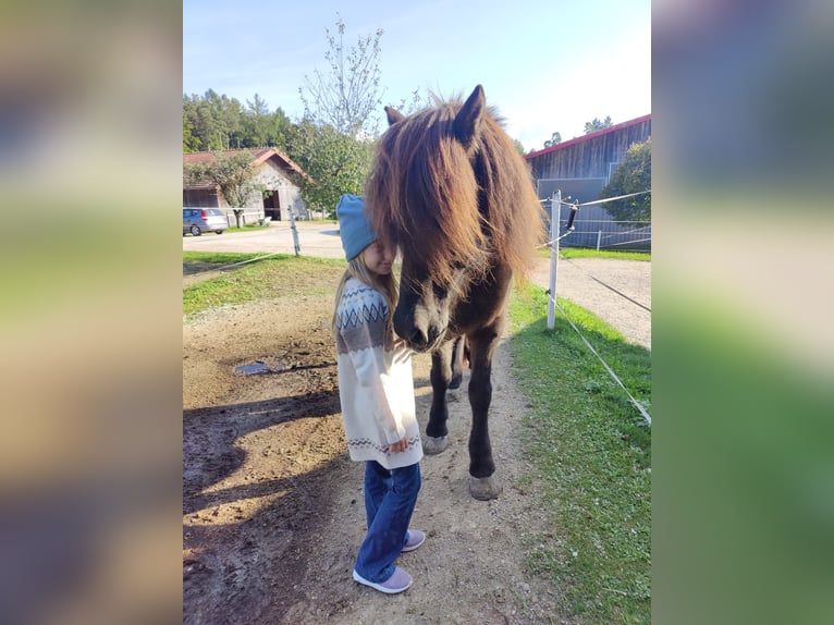 Icelandic Horse Gelding 15 years 13,2 hh Black in St. Radegund