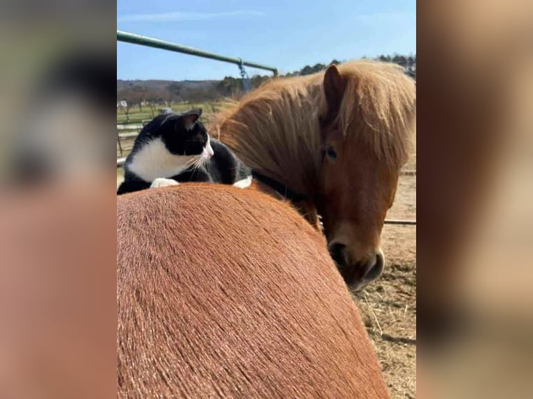 Icelandic Horse Gelding 15 years 13,2 hh Chestnut-Red in Neuhaus Icelandic Horse Gelding 15 years 13,2 hh Chestnut-Red in Neuhaus