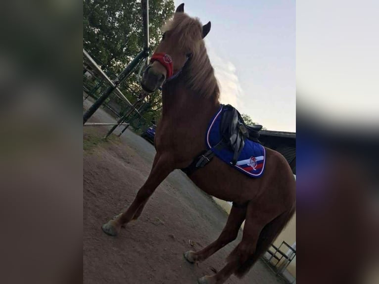 Icelandic Horse Gelding 15 years 13,2 hh Chestnut-Red in Neuhaus Icelandic Horse Gelding 15 years 13,2 hh Chestnut-Red in Neuhaus