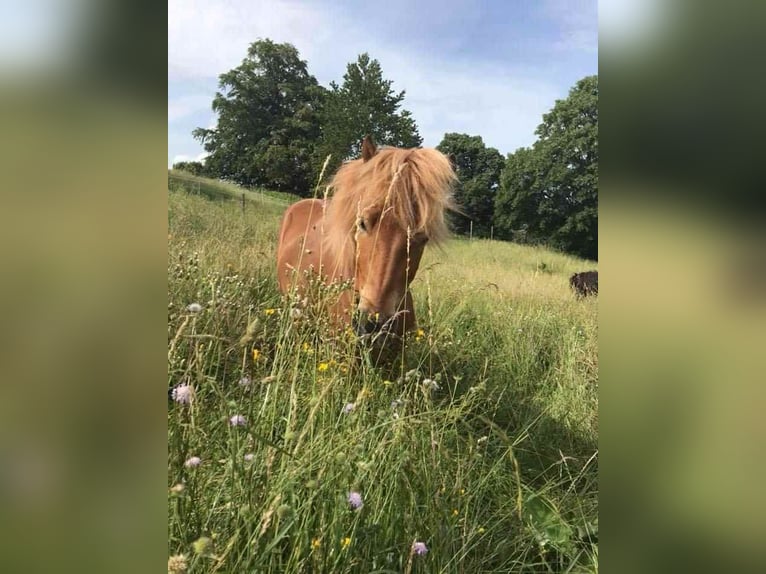 Icelandic Horse Gelding 15 years 13,2 hh Chestnut-Red in Neuhaus Icelandic Horse Gelding 15 years 13,2 hh Chestnut-Red in Neuhaus